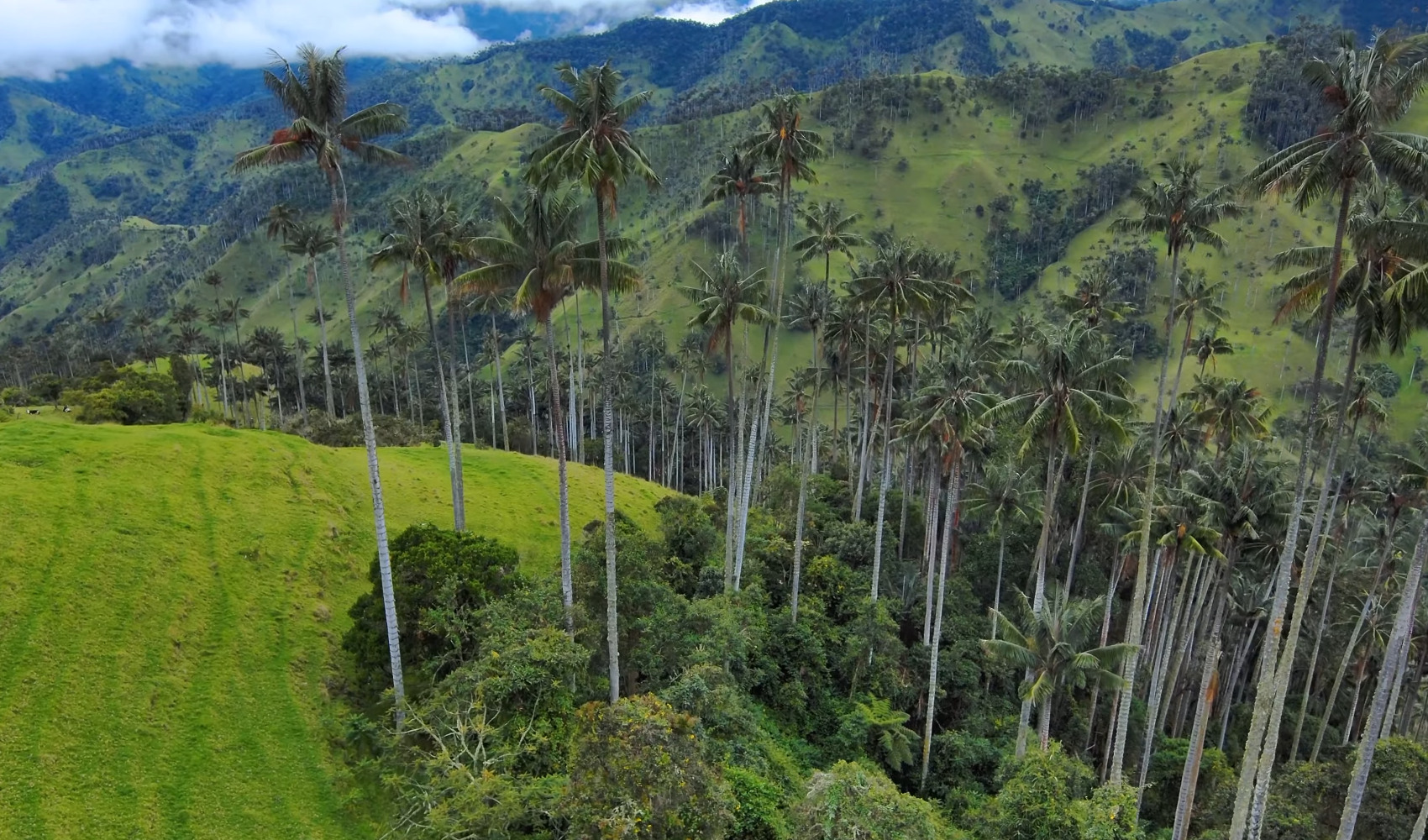 Wax palms on the green slopes of Cocora Valley