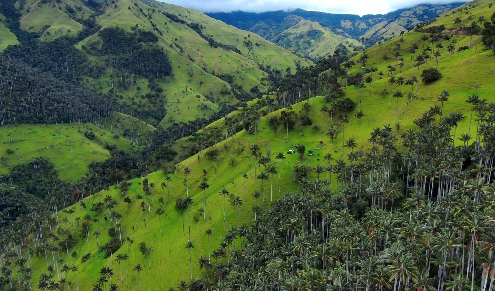 Wide green landscape of Cocora Valley with tall wax palms