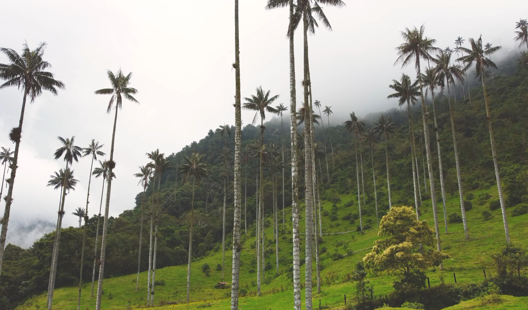 Wax palms and mountain trails in Cocora Valley, Colombia
