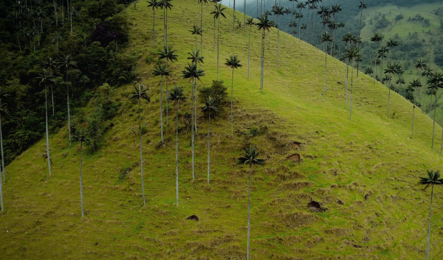 Tall wax palms on the misty green slopes of Cocora Valley