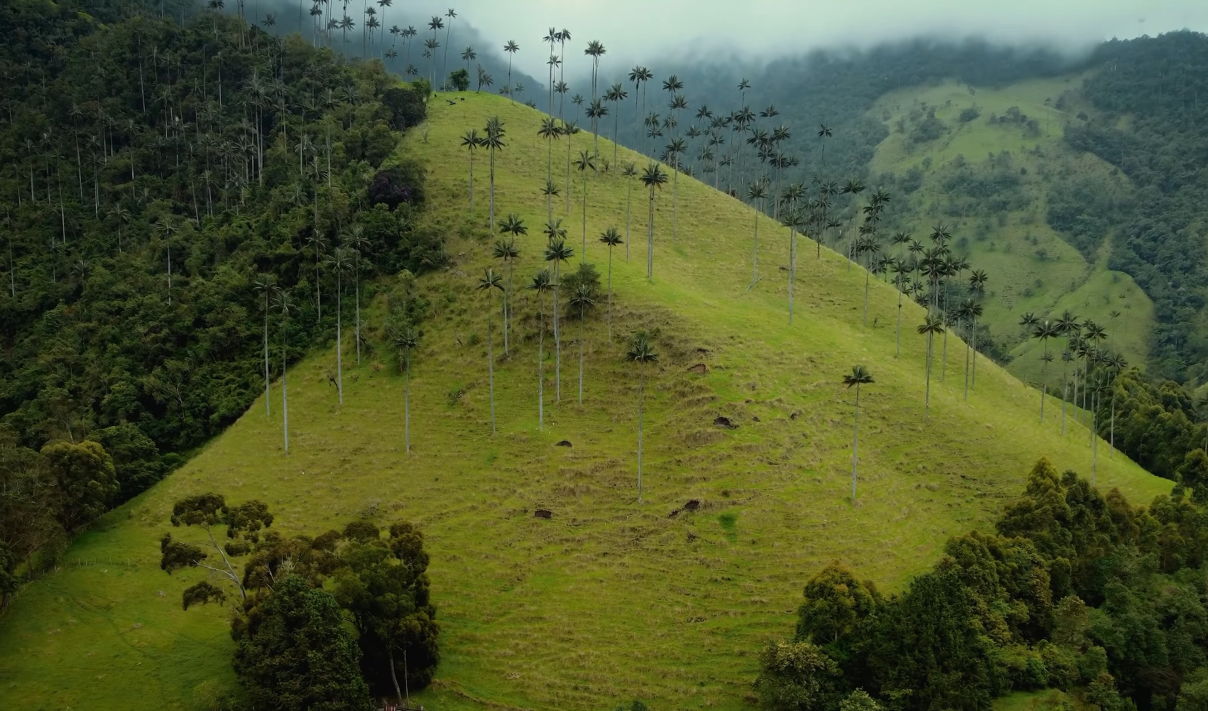 Cocora Valley wax palms and green mountains on a day trip from Pereira